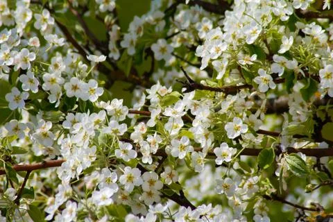 White flowers on a tree in spring Foto stock
