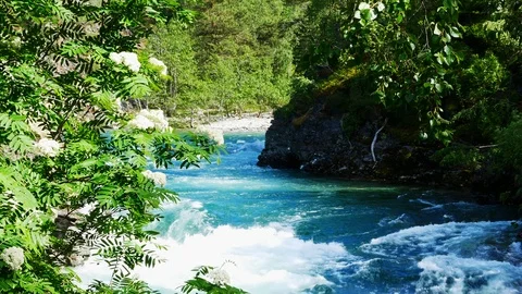 White flowers on a tree watch as a cascading mountain stream rushes by. Stock Footage 116490038