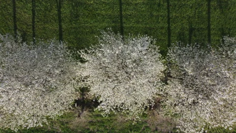 White flowers trees row shadows 스톡 동영상 151671749