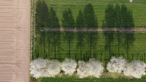 White flowers trees shadows 스톡 동영상 151671743