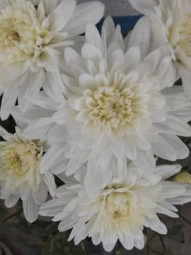 White flowers U 写真素材