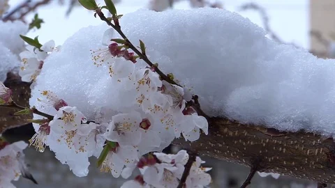 White flowers under the snow. Stock Footage 74711637
