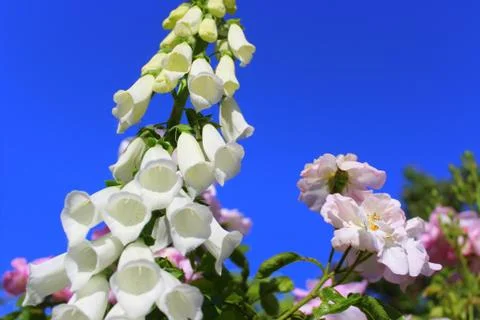 White flowers underside view Stock Photos