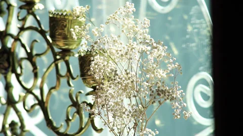White flowers in a vase Stock Footage 30021072