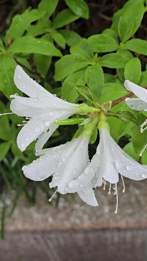 White flowers view with raindrops Stock Footage 272458149