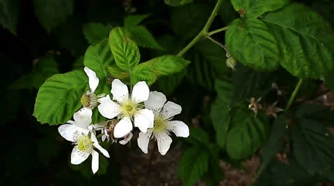 White Flowers On the Vine Stock Footage 23616368