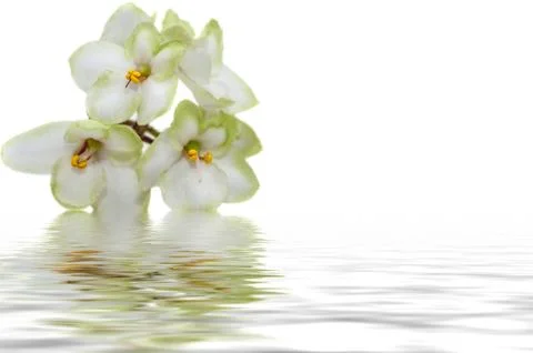 White flowers of violet water reflection Stock Illustration