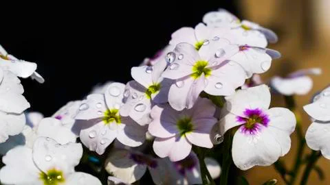 White flowers with water drops Stock Photos