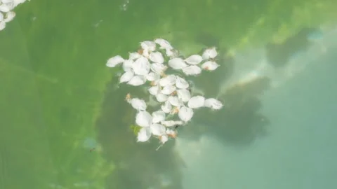 White flowers on the water Video stock 246764678