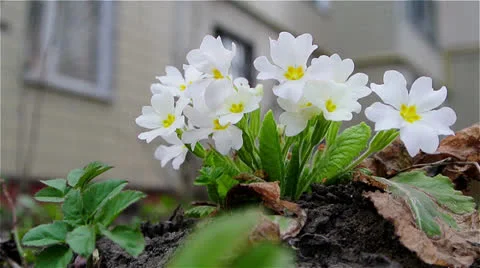 White flowers waving on wind Stock Footage 22760282