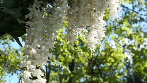 White flowers, wedding decorations Stock Footage 95841998