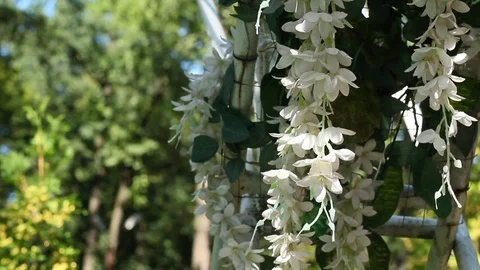 White flowers, wedding decorations Stock Footage 95842001