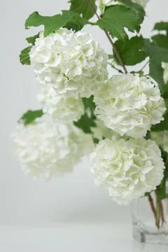 White flowers on a white background. Delicate white flowers on a light backgroun Stock Photos