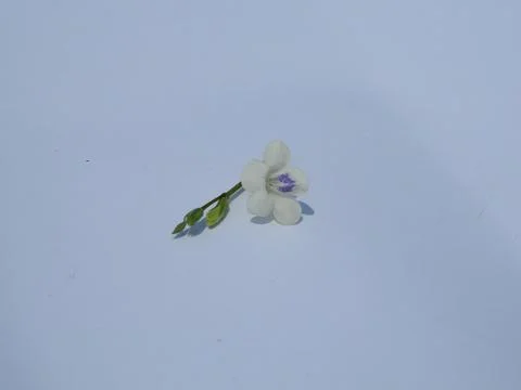 White flowers on a white background Foto stock