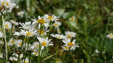 White flowers wild chamomile close-up Stock Footage 135497987
