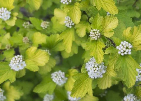 White flowers of wild hydrangea 2 Stock Photos