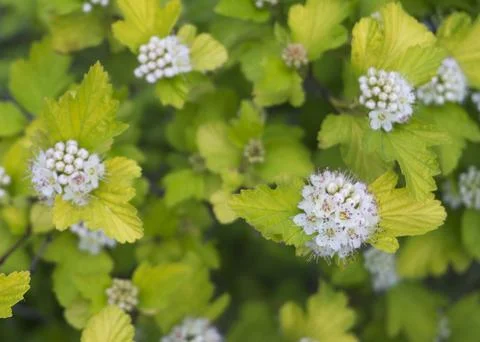 White flowers of wild hydrangea 3 Stock Photos