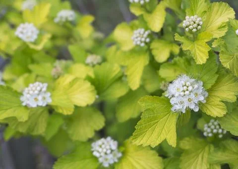 White flowers of wild hydrangea Stock Photos