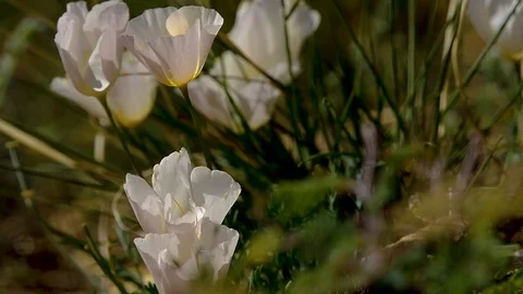 White flowers in the wind - 120fps Stock Footage 92861203