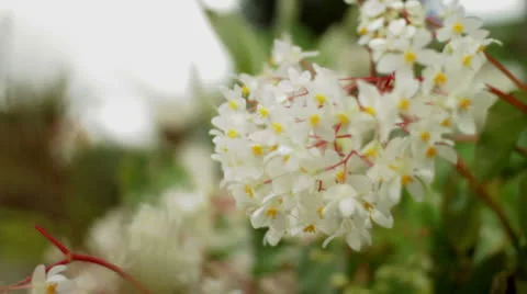 White flowers in the Wind Stock Footage 24579677