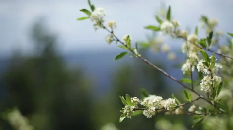 White flowers in the wind Stock Footage 50803314