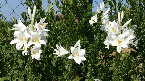 White Flowers On The Wind Stock-Footage 53878769
