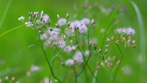White flowers on the wind Stock Footage 69246440