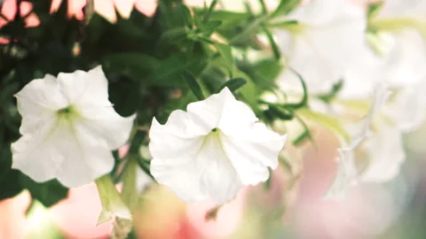 White flowers on the wind Video stock 86477016