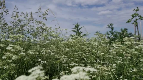 White flowers in the wind Stock Footage 276724940