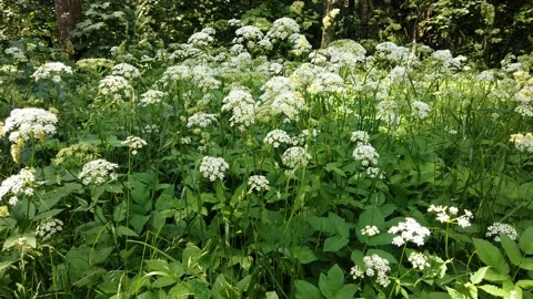 White flowers in the wind in the forest Video stock 133724121