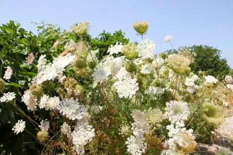 White flowers in the wind Foto stock