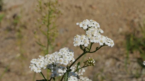 White flowers of yarrow Stock Footage 137419652