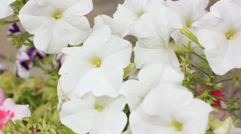 White flowers#1 Stock Footage 41595898