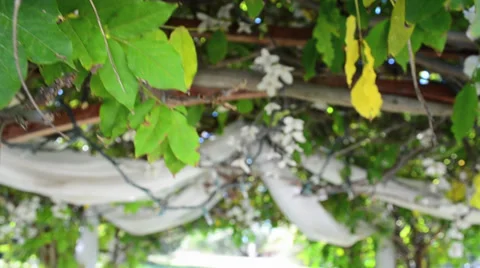 White Flowers_Gazebo Video stock 32495165