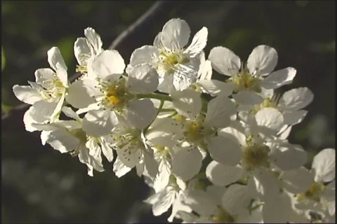 The White flowerses. Stock Footage 333847