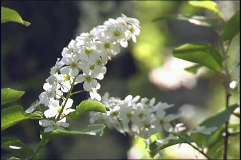 The White flowerses.  Stock Footage 333853