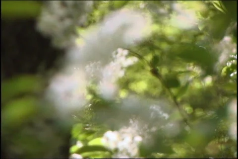 The White flowerses. 스톡 동영상 333872