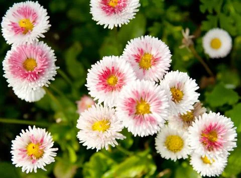 White flowerses Stock Photos