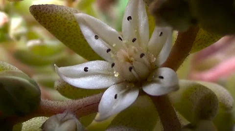White flower.Succulent. Stock Footage 53471070