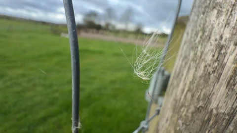 White fluff blowing on fence close up Video stock 331539799