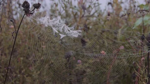 White fluff got stuck in cobweb Stock Footage 144002864