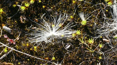 White fluff swaying in the wind. Stock Footage 108495867