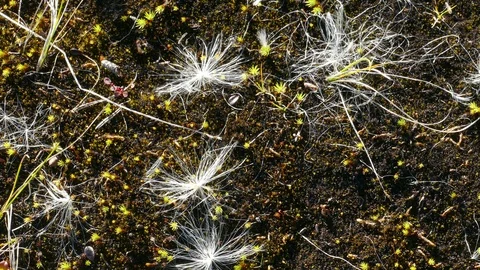 White fluff swaying in the wind. Stock Footage 108496065