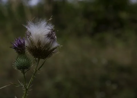 White fluff from the thistle which is an opening Stock Photos