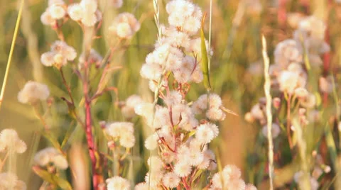 White fluffy balls flowers Stock Footage 36144154