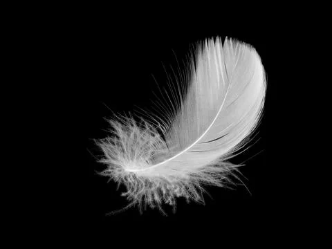 White fluffy bird feather on a black background. The texture of a delicate .. Stock Photos