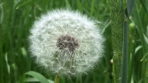 White fluffy blowball Stock Footage 310753603