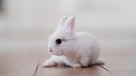 White fluffy bunny curiously walking in spacious kitchen, cozy home mood, 4K Stock Footage 326334296