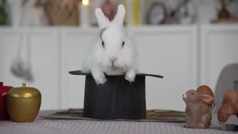 White fluffy bunny sitting in magic hat easter and holiday decoration concept Stock Footage 306023600