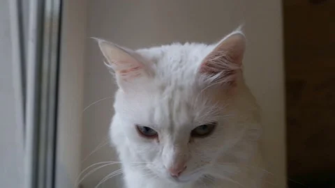 White fluffy cat closeup hesitates, lowers his eyes. Stock Footage 80368282